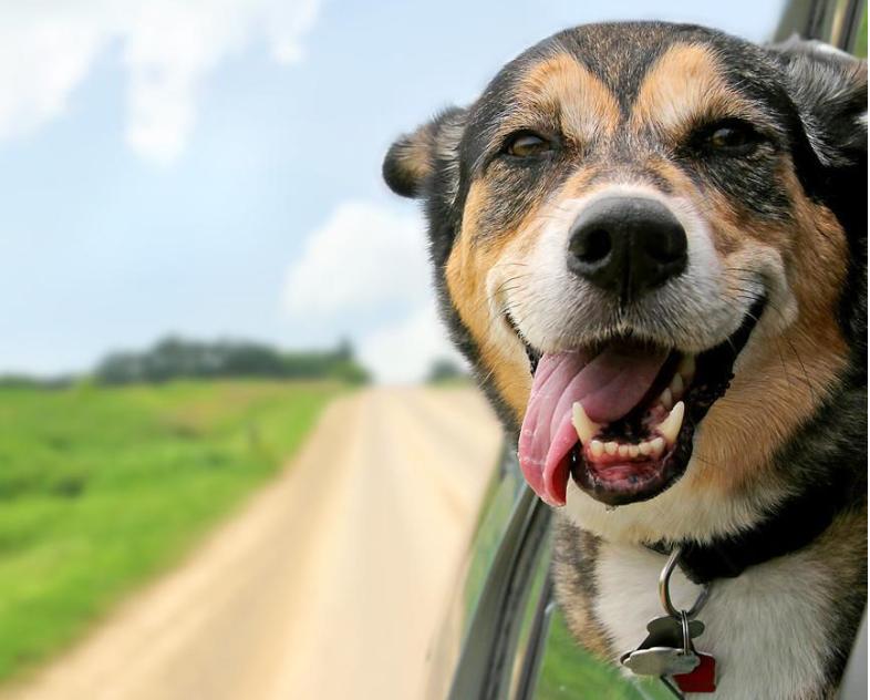 “狗权大过人权？”  狗舔孩子被提醒，狗主人怒吼：“注意你家孩子！”[可怜][灵