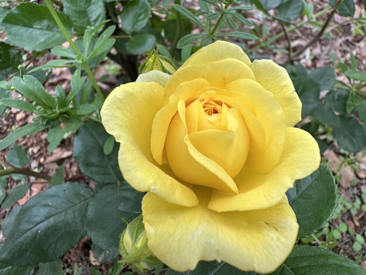 一觉睡到自然醒，7:48了！
自从退休后，没有轮到照顾母亲的时候，
每天都是假日