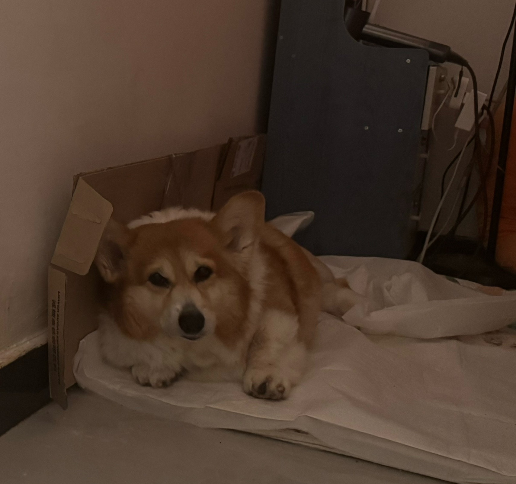 本来凌晨一点，收拾好了一切准备吃安眠药了，能调整时差好好睡一觉。结果……噗噗溜达