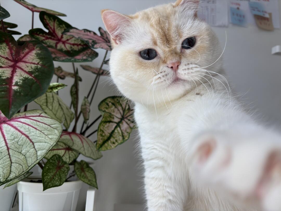 人 进来 被咪打