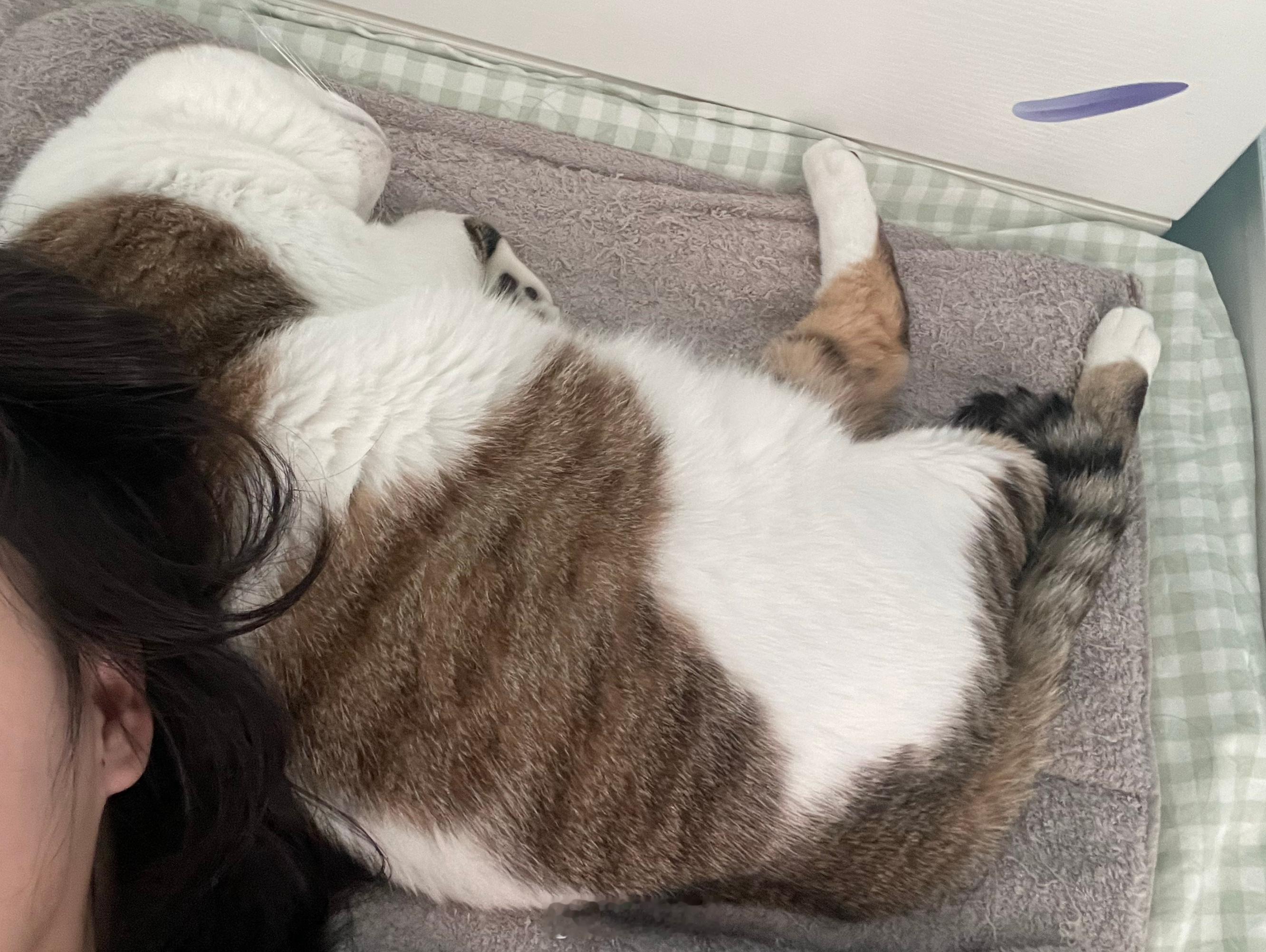 醒来发现头被猫挤走了👿
