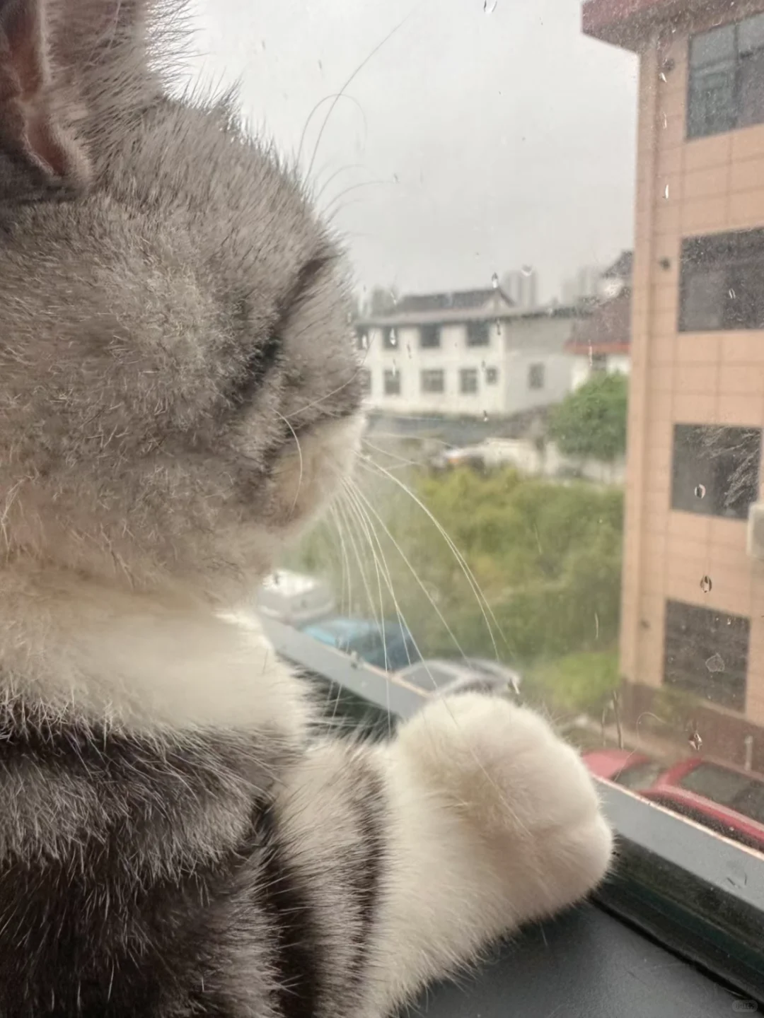 被爱真的会疯狂长成一坨肉！