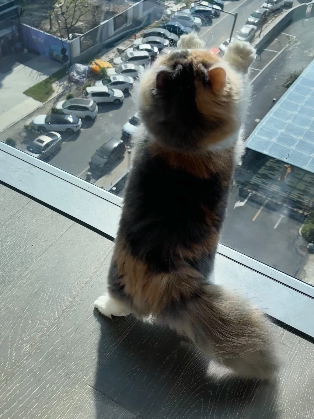你好小猫家政需要吗 上门服务