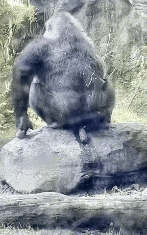 自己的还嫌弃了？