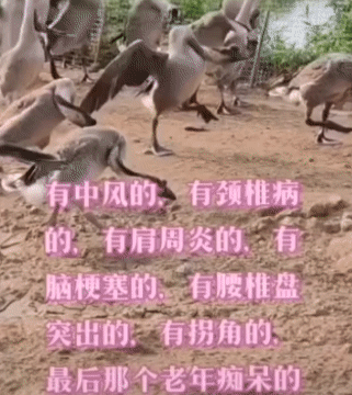 没一个正经走路的[看]