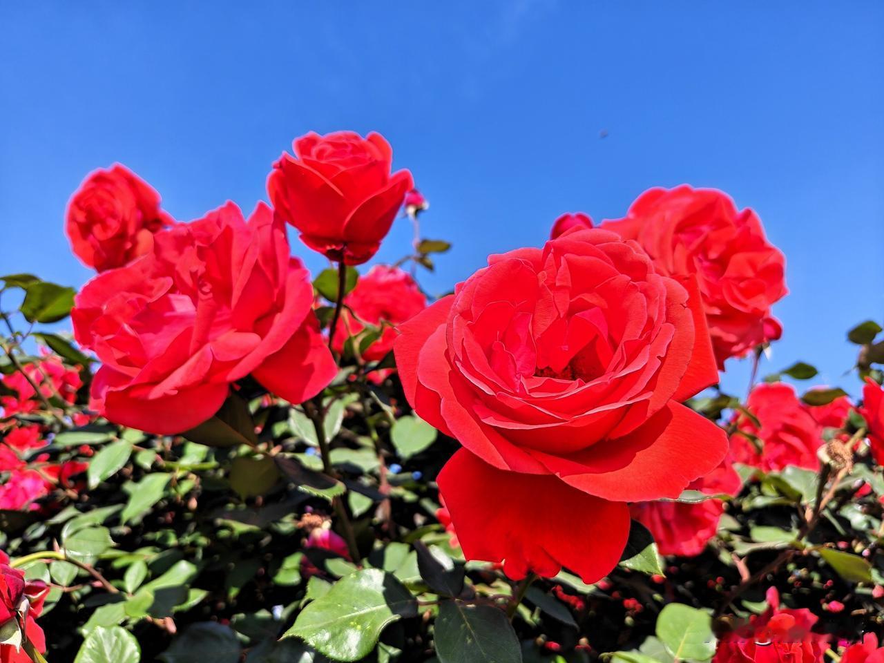 惊艳的红色月季，在蓝天的映衬下格外耀眼！🌹🌞