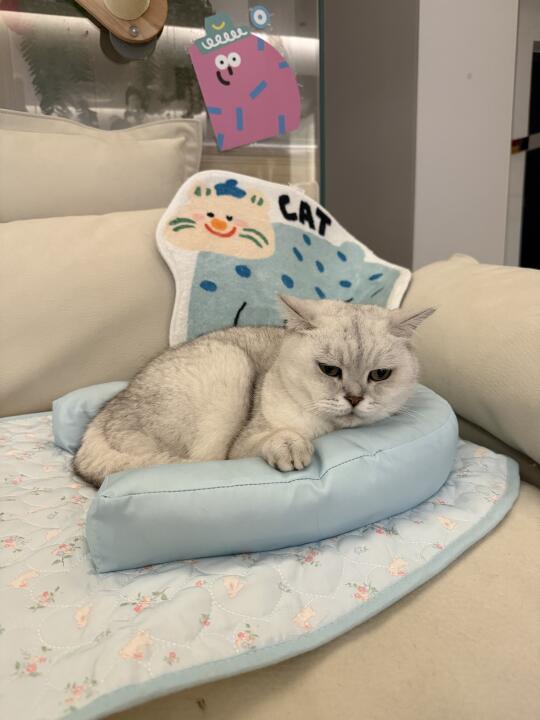 严丝合缝的停猫场