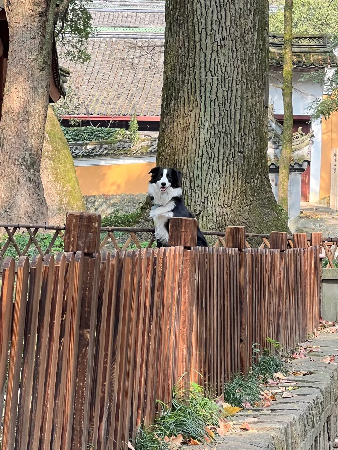 寺庙里的小可爱💕偶遇一只治愈系小狗