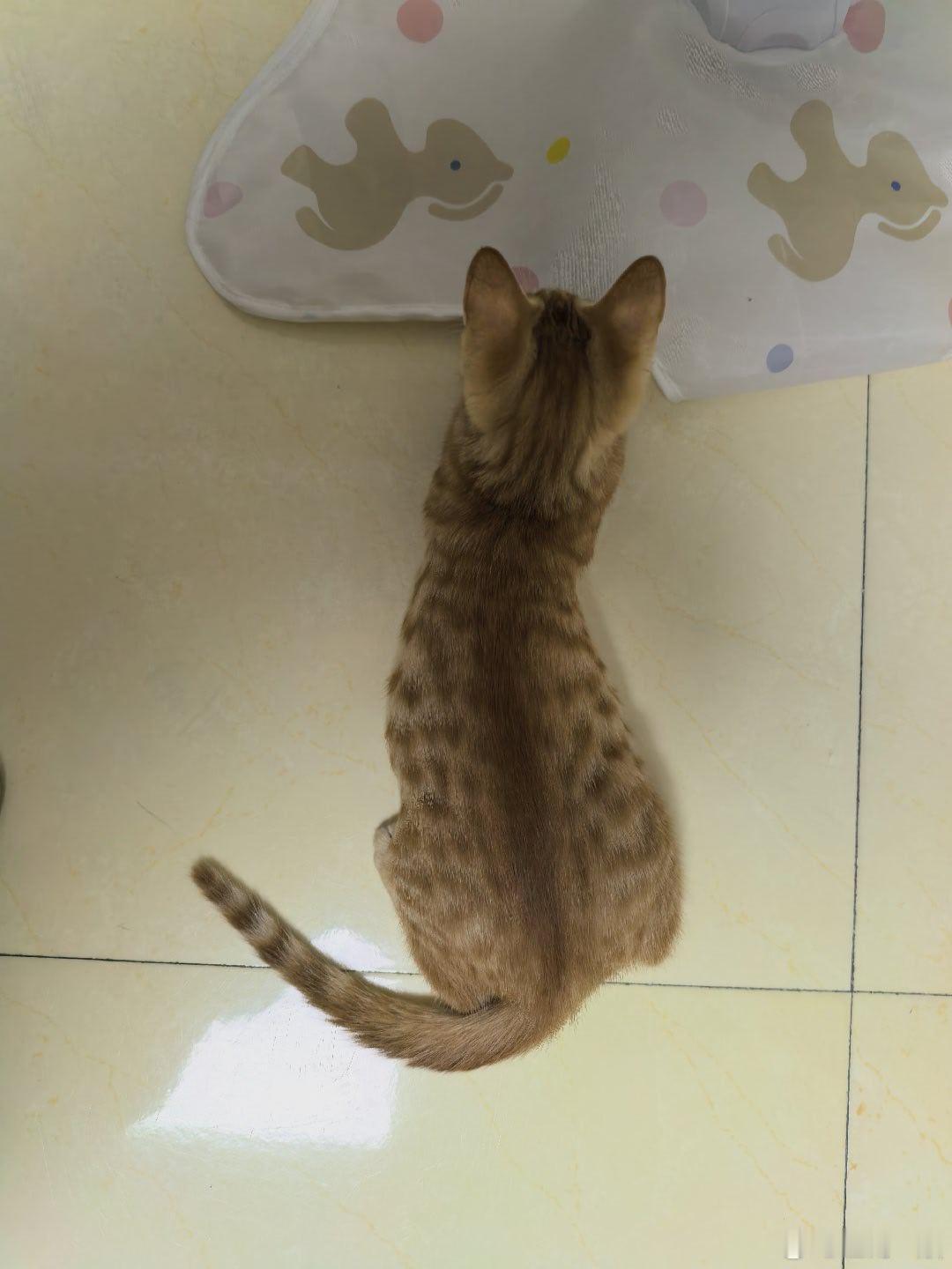 我的猫崽太爱扑咬人了怎么办[泪] ​​​