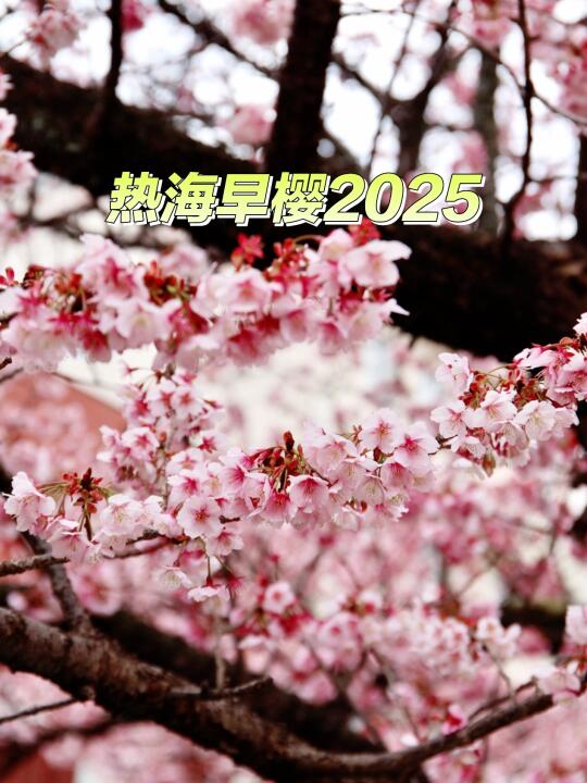 2025｜热海樱花满开季｜日本早樱