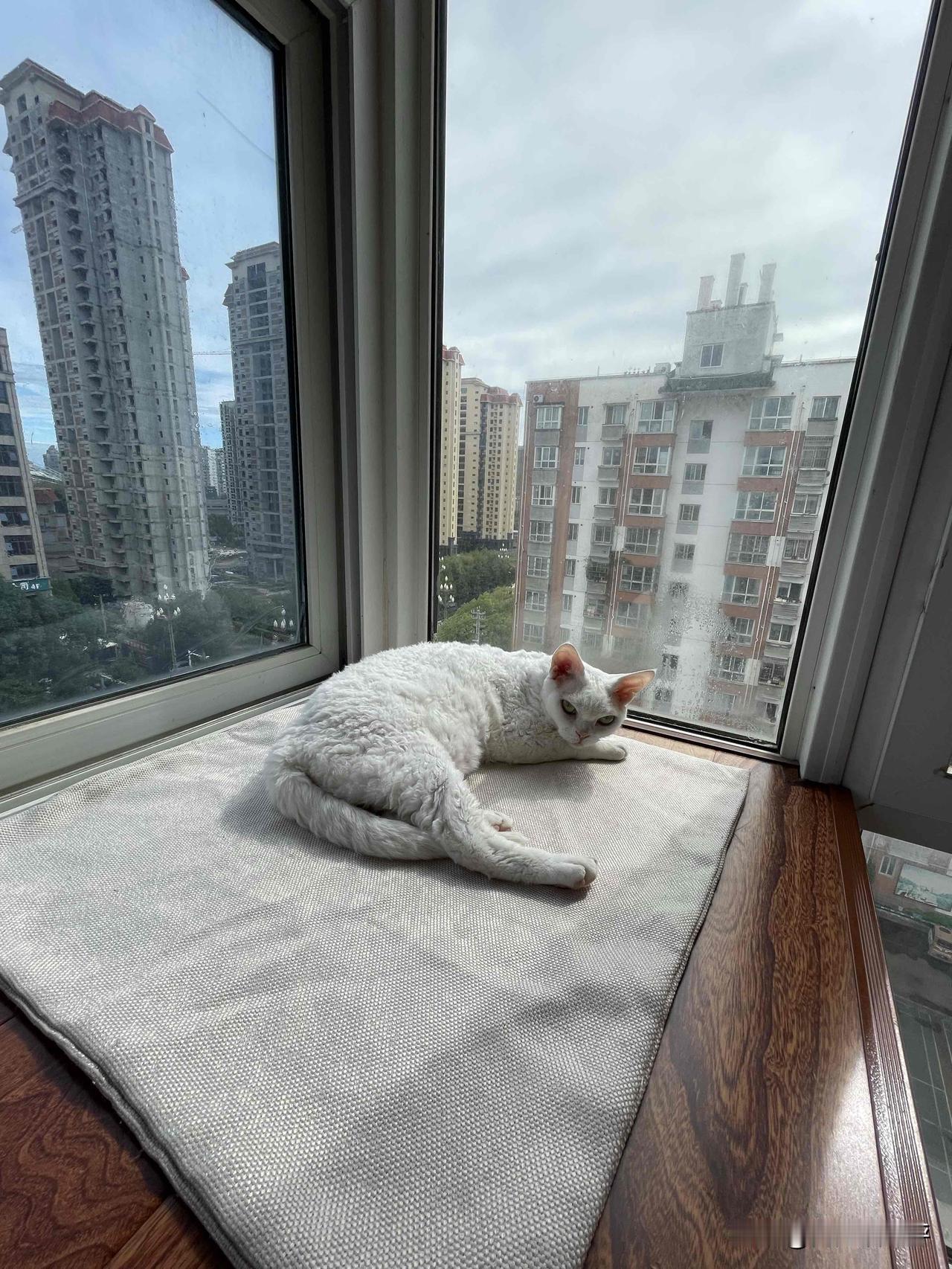 阴天也要躺在阳台上睡觉的小猫咪，睡一会就跑了，因为冷。