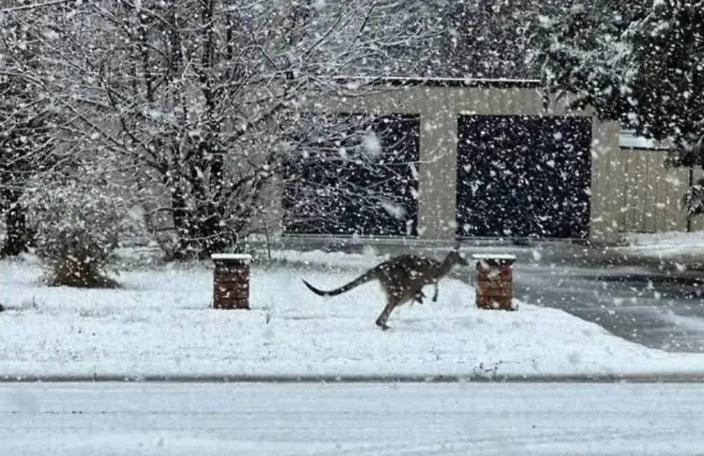 澳大利亚遭遇40年来罕见强降雪
当地时间8月2日（星期六），澳大利亚新南威尔士州