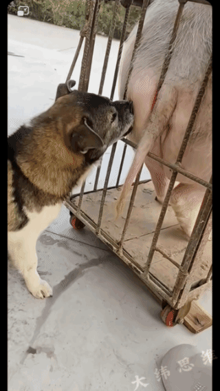 啃了半天啃不动！