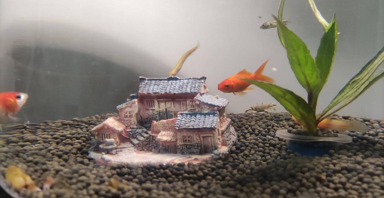 冬日生活打卡季小鱼衔着碎光游过老屋，水草轻晃，这是独属于我的水底江南。