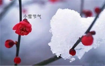 【老年人在小雪过后应注意多摄入富含钙的食物】小雪节气后，老年人应多吃些补钙或维生