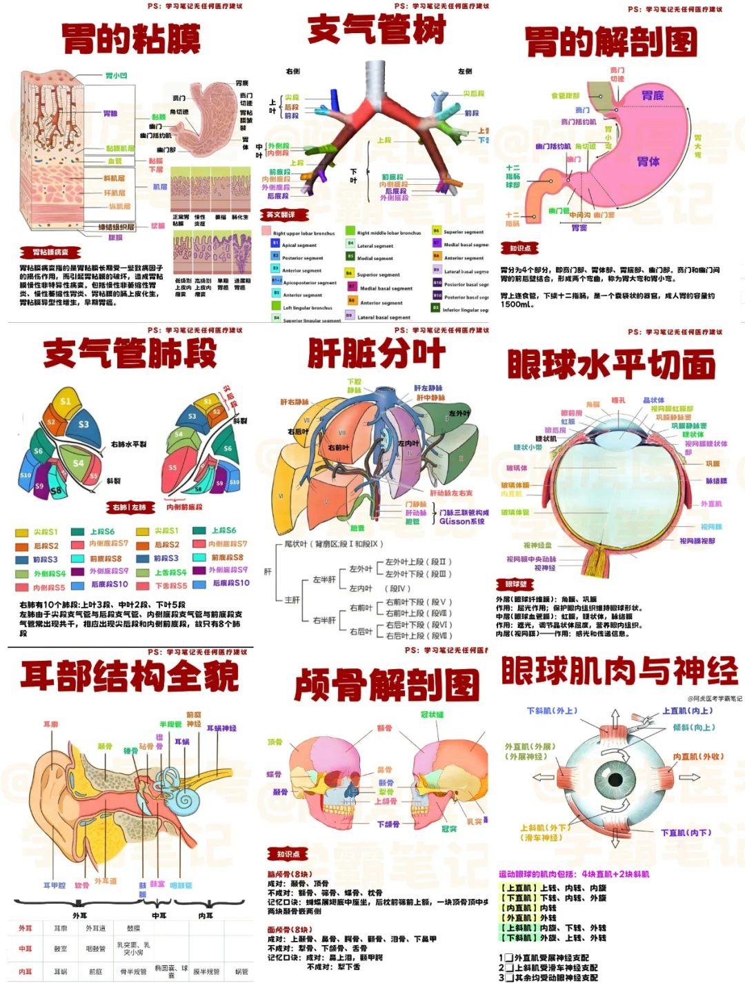 医学生笔记📒｜系统解刨大合集（3）👆
