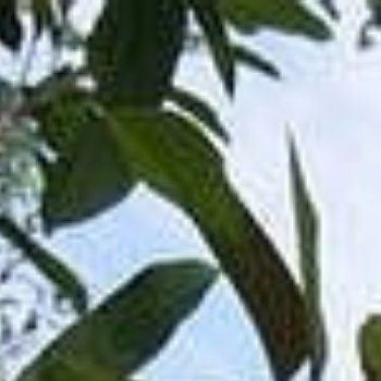 苹果种植方法一、科学田间的管理：每隔两年进行一次深耕，松动土壤，破除板结，增强透
