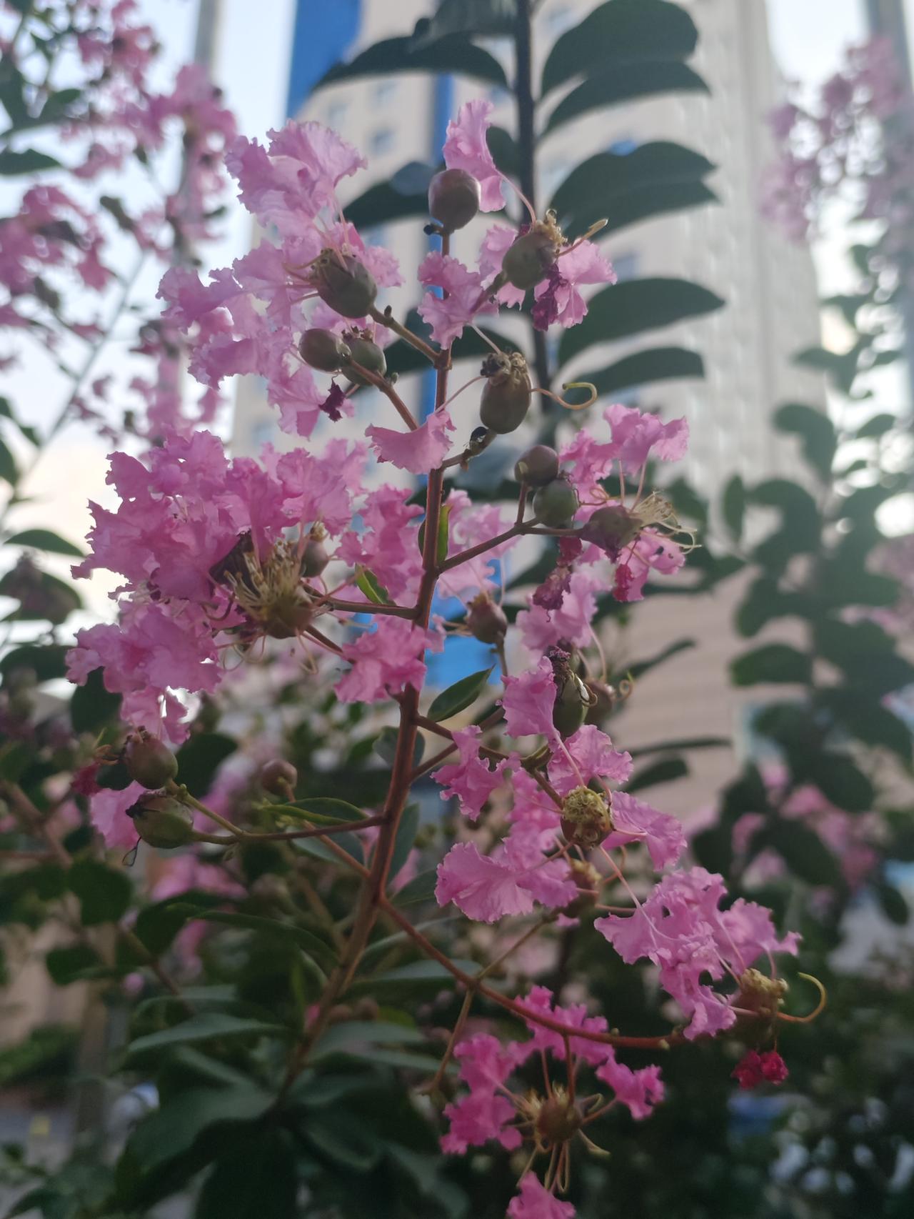 晒图笔记大赛粉黛玉琢
