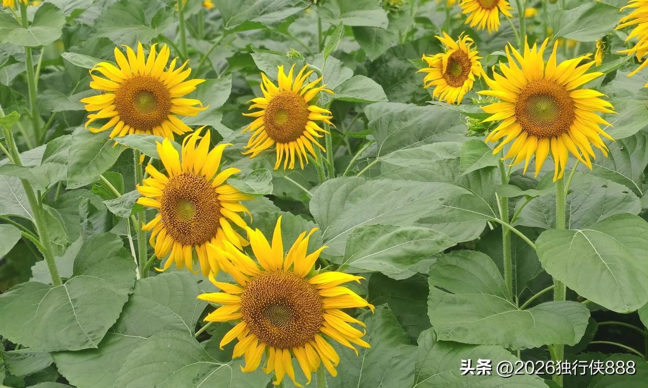 药店做活动搞“双标”，被投诉，药店也好难！

我的一家药店客户，店里好多保健品，