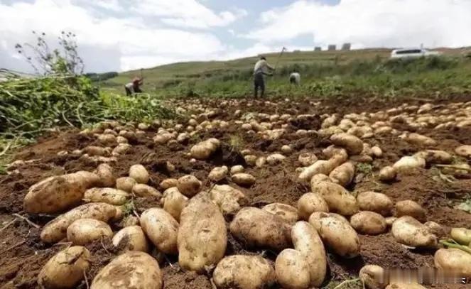 为啥欧美国家要把土豆当做主食，我们中国应该没有那一个地区当作主食吧？南方这边我就