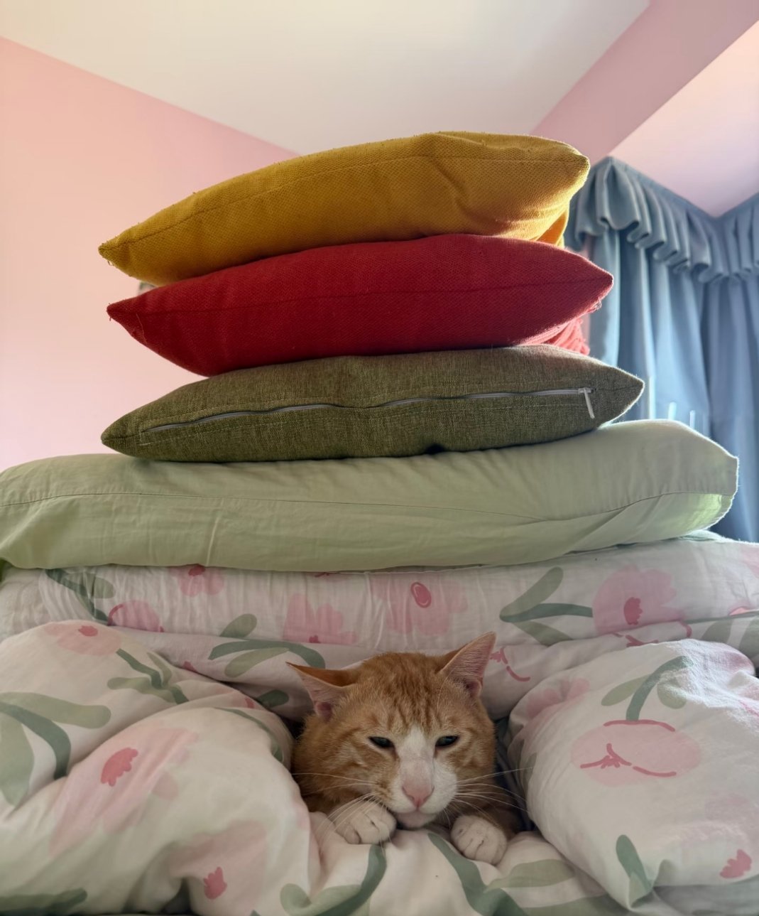 此猫因挠人被压在五枕山下 
