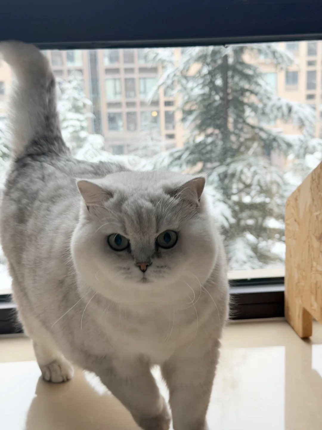 小猫也赶上了下雪天❄️