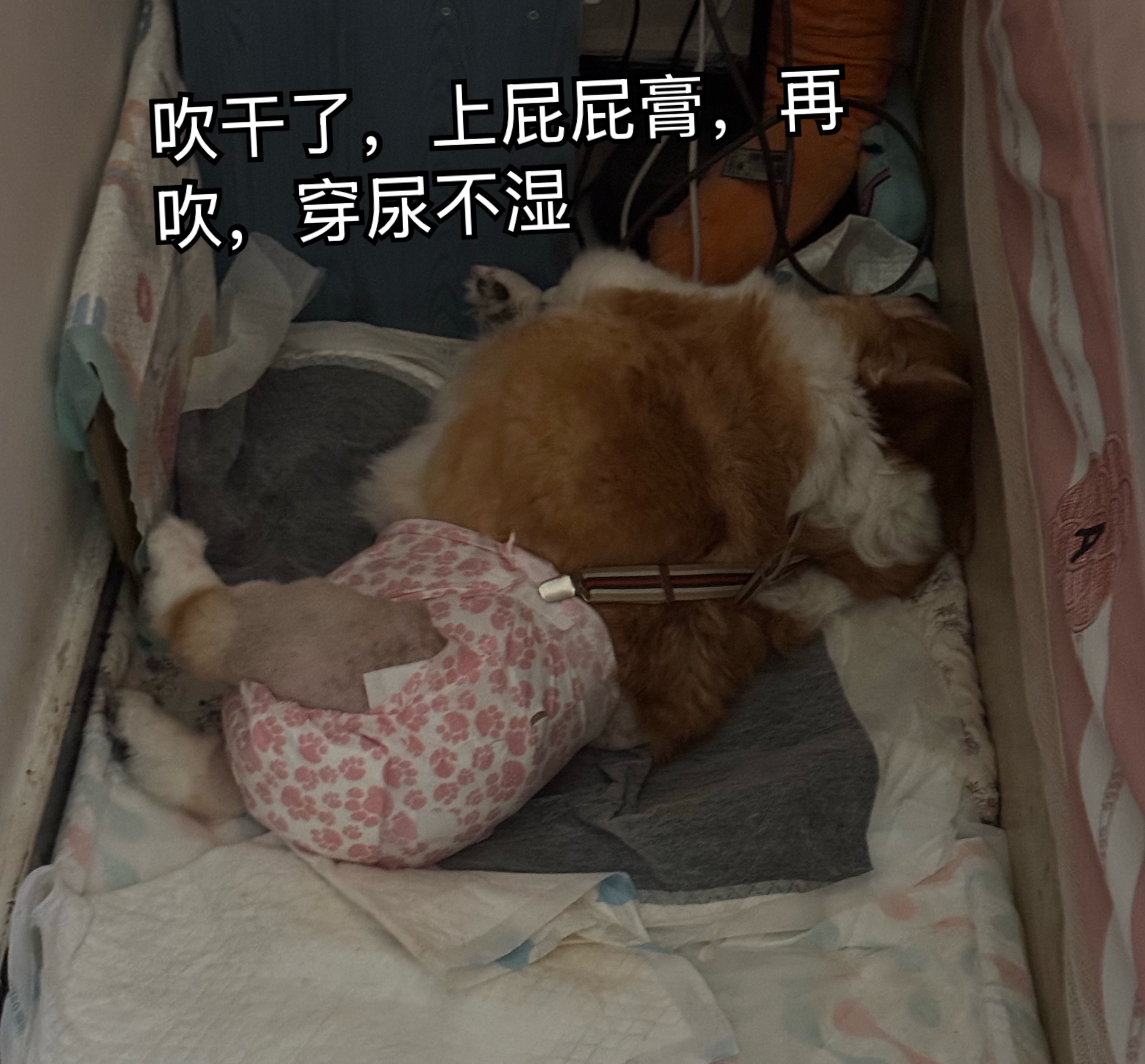 四点了，还在给狗洗屁股，吹干，上药我现在离阎王爷不远了，太累了，比伺候瘫痪的狗还
