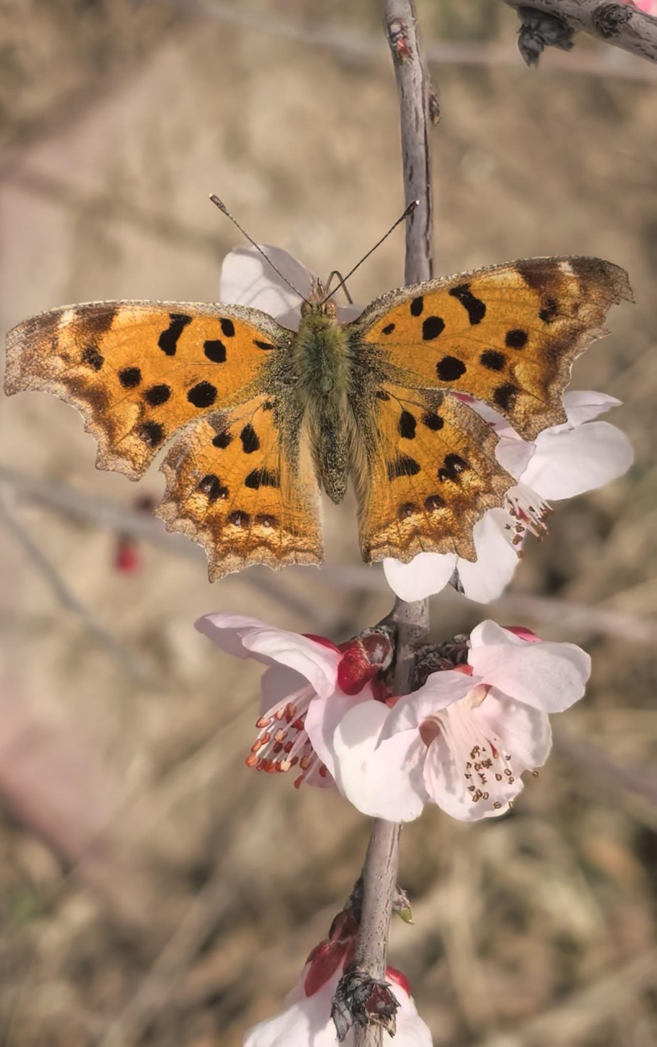 蝶翅轻沾桃蕊露，
粉痕微颤晓风柔。