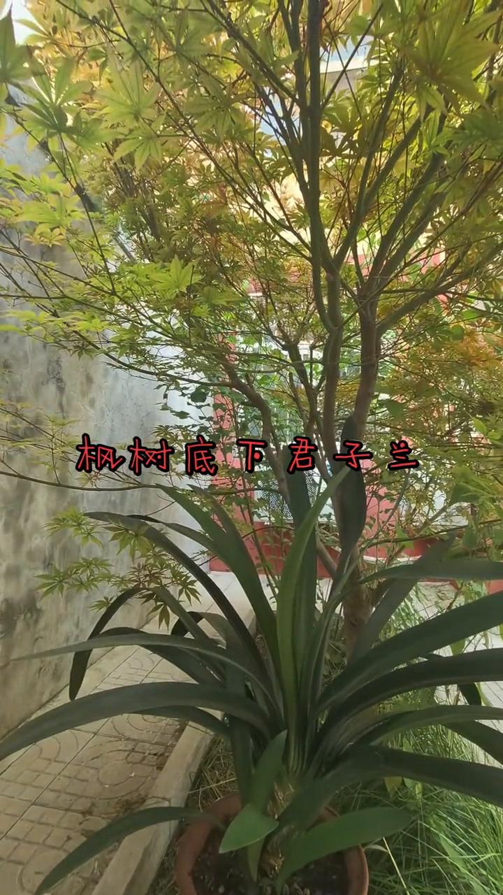 机树底下君子兰。