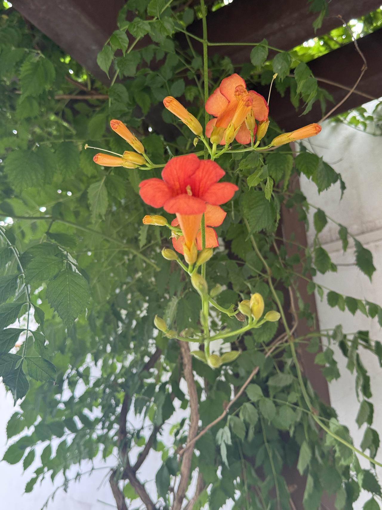 晒一张你相册里最近拍的花