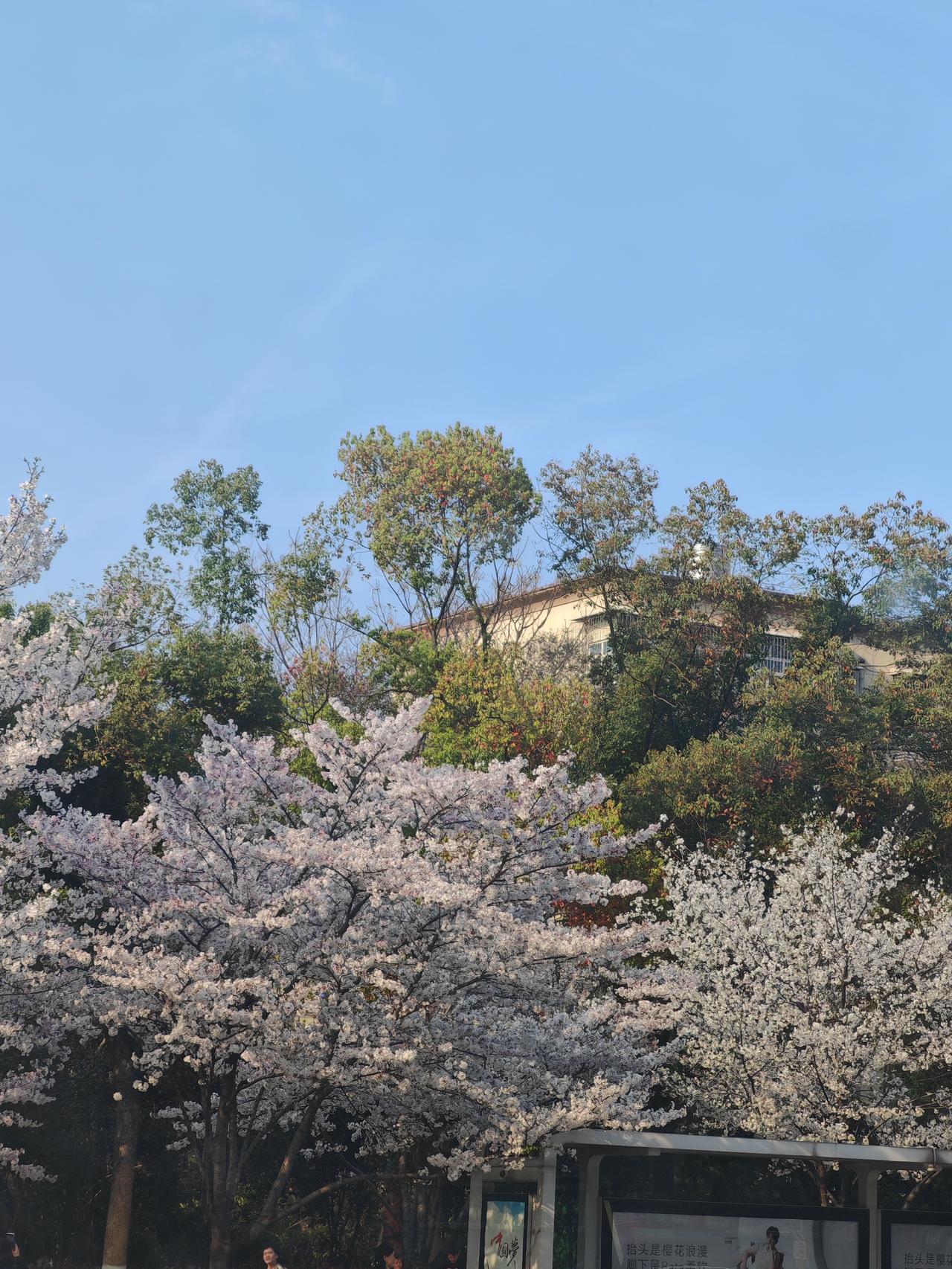 记录我的2026春天实在太美啦！武汉满城樱花盛开，不用去武大，随处可见，美不胜收