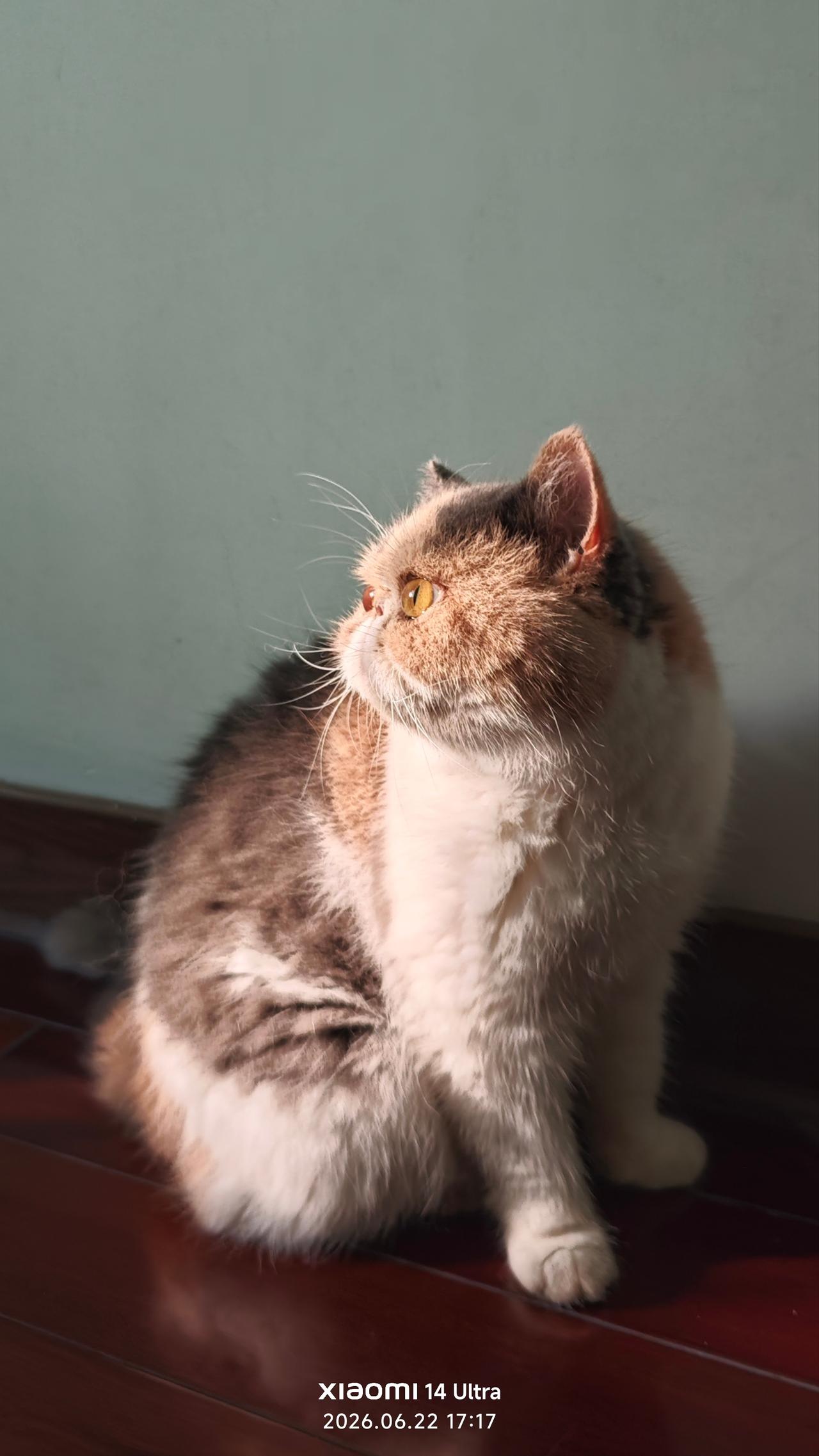 美国加菲猫[灵光一闪]