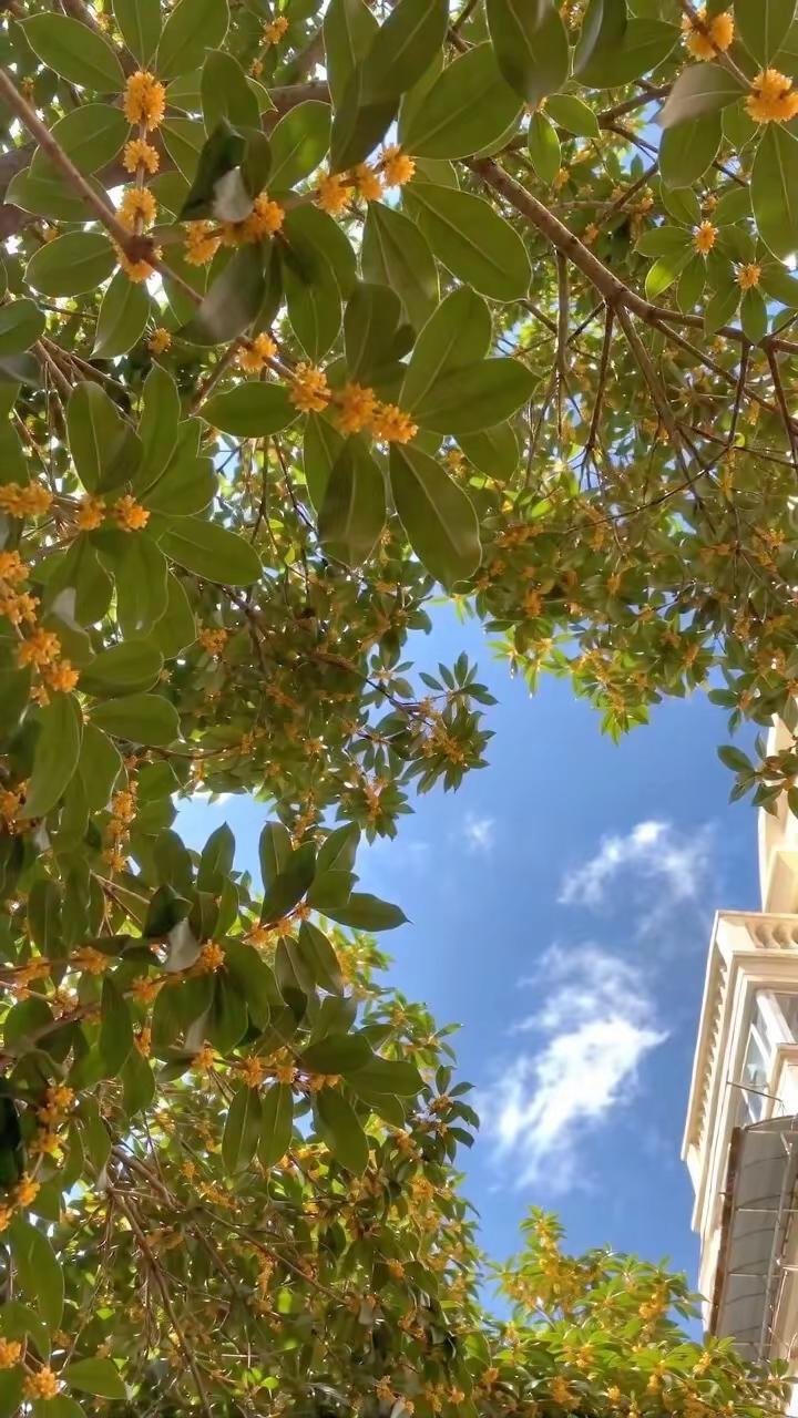 大家好像都在说，“欲买桂花同载酒，终不似，少年游。”好像每一个人都很怀念过去，可