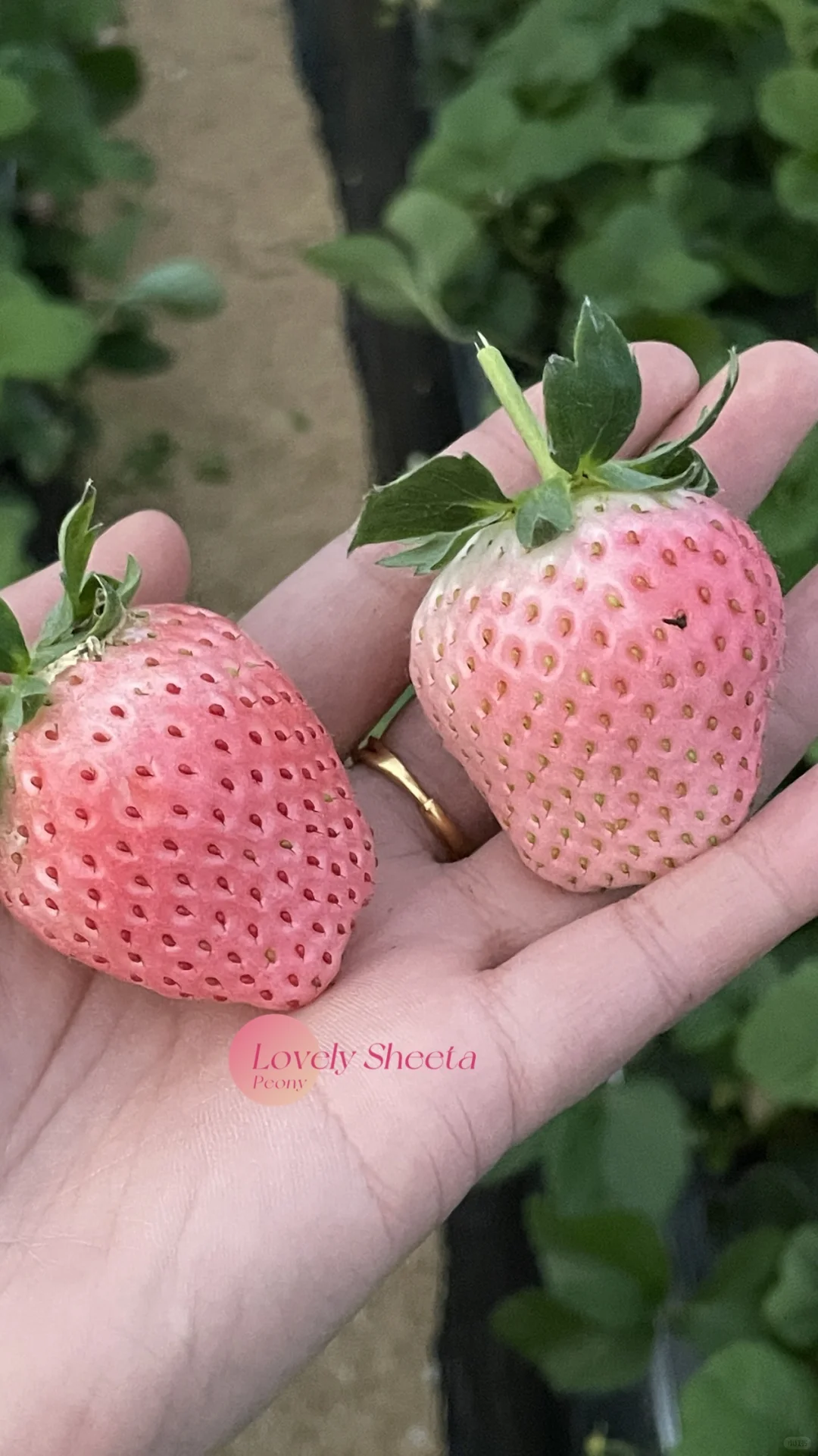 🍓稀有粉玉草莓 纯甜无酸 奶香桃香味🥰