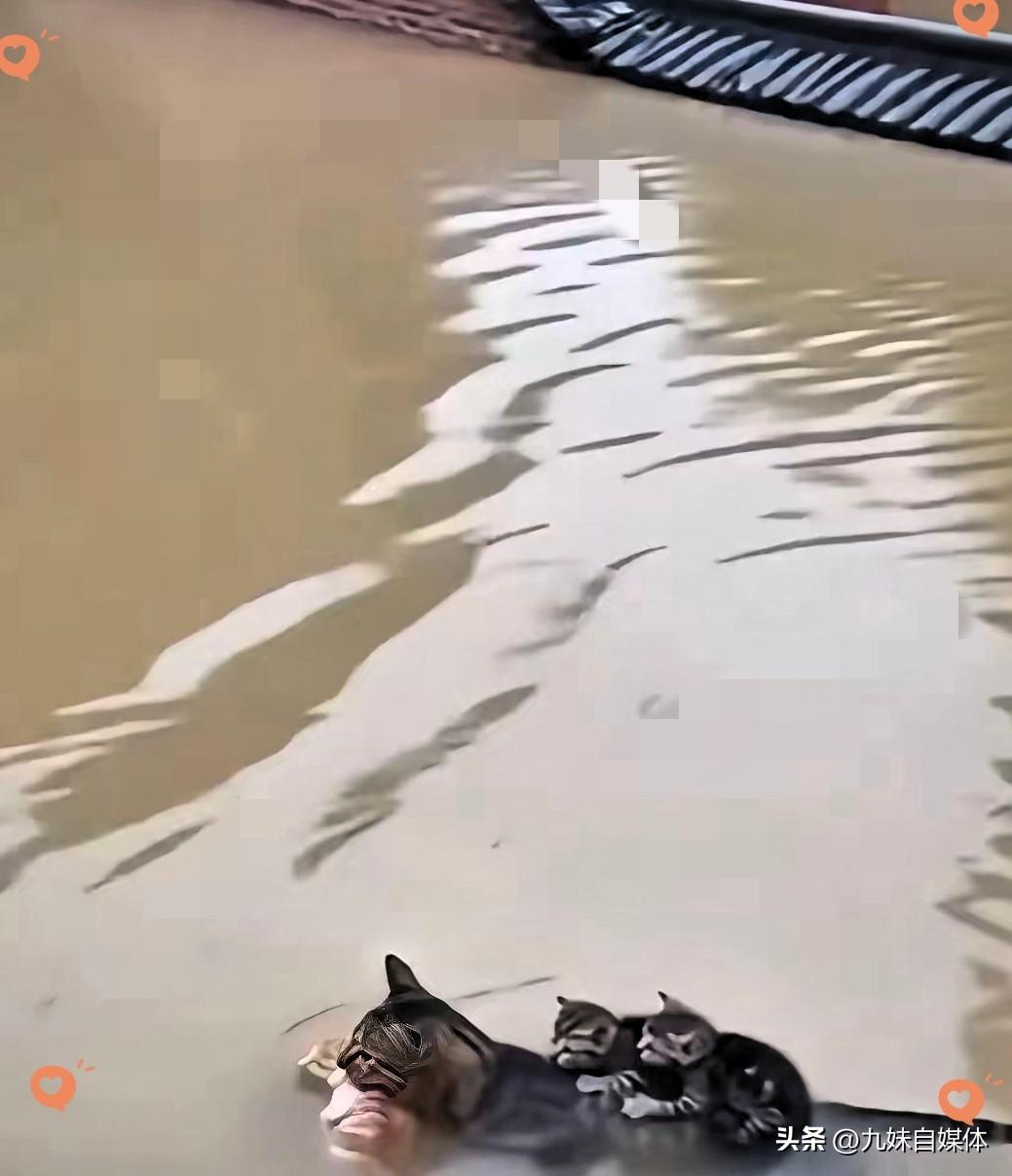 洪水中的母爱，猫妈妈陪着幼崽艰难求生
 
连日暴雨引发水灾，老宅院子被浑浊洪水彻