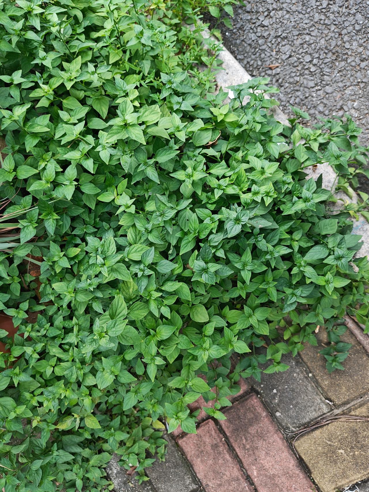 狗肝菜，在广州随处可见，群众基础真好。

它主要是煲凉茶的，清热解毒。嫩叶芽可入
