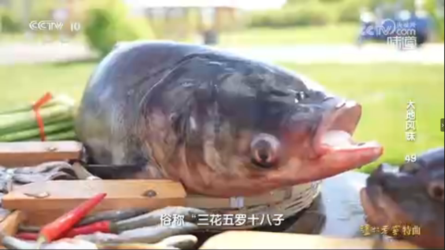 “杂～鱼～”ｘ72 
