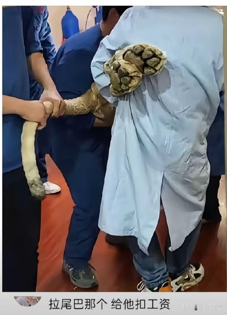 他可以不抬尾巴的，可是偏偏抬得最认真！尾巴掉下来踩中就不好了！！
几年前看到过这