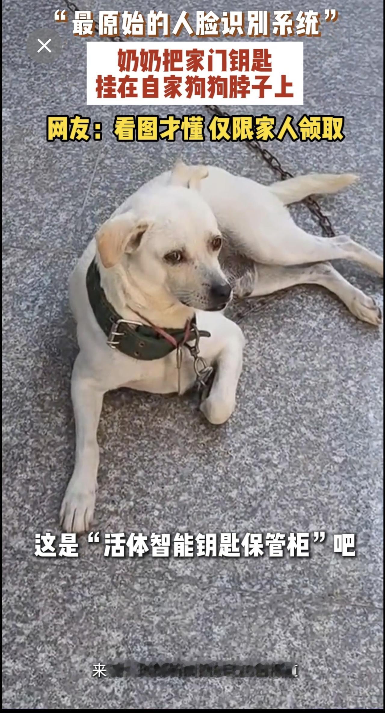 近日，山西。奶奶把家门钥匙挂在狗狗脖子上，网友：真是“最原始的人脸识别系统”。
