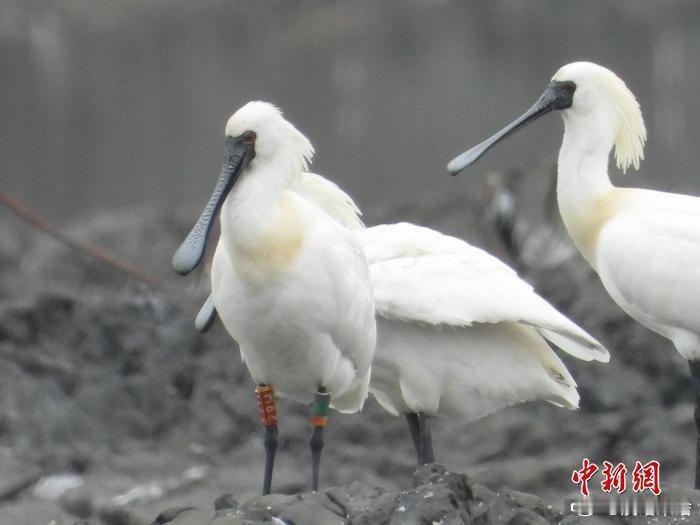 也没有说滴那么黑 真挺好看的......凤凰新闻【大批黑脸琵鹭飞抵广东过冬 印证