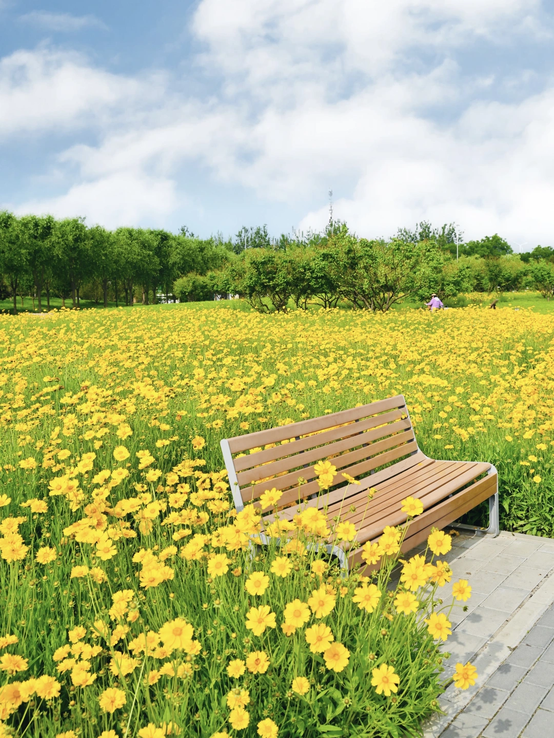 5.21实拍📸海淀小众宝藏公园🌼金鸡菊花海