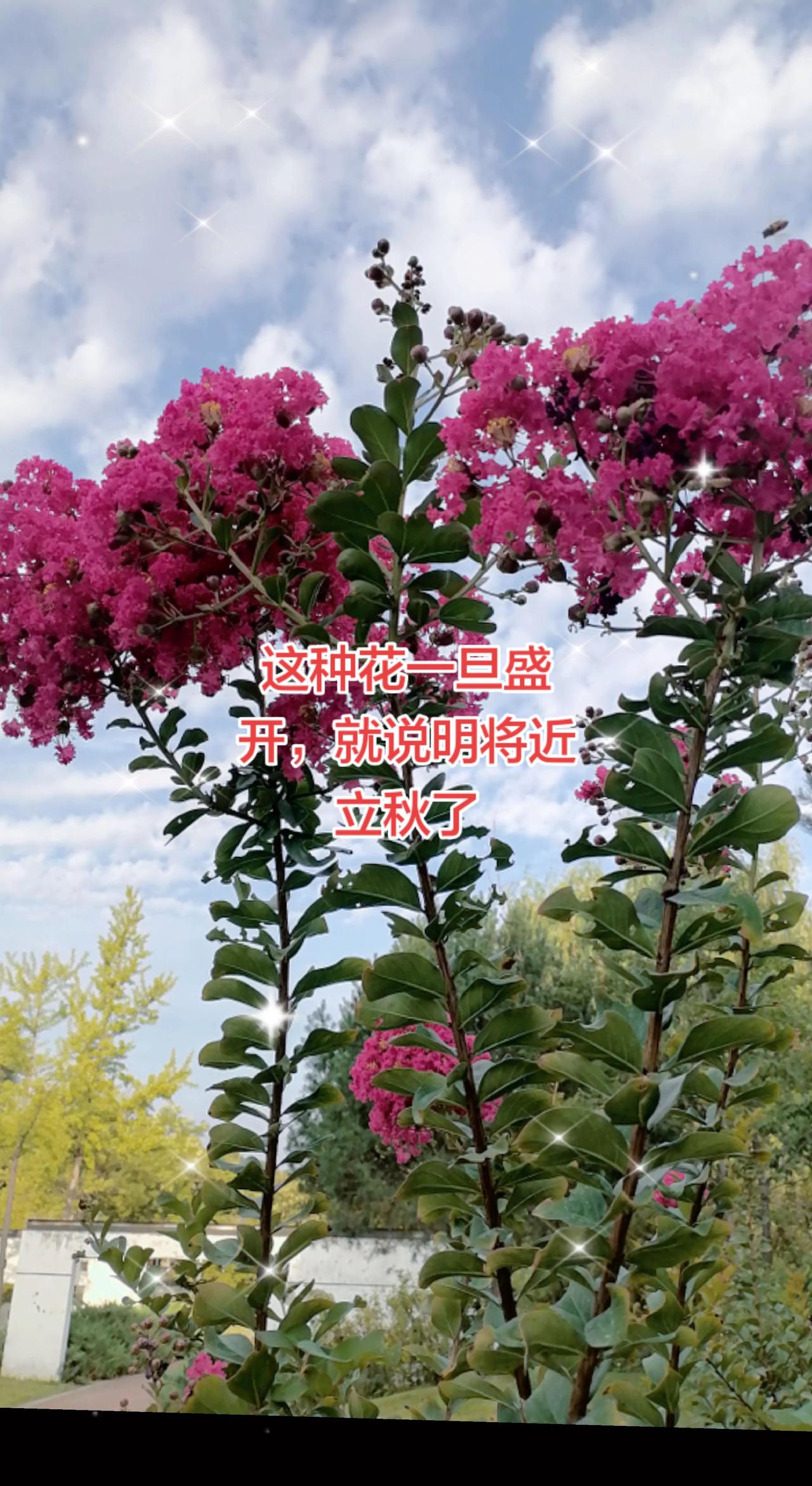 花有花期，人有周期夏日生活打卡季又是一年紫薇花盛开了