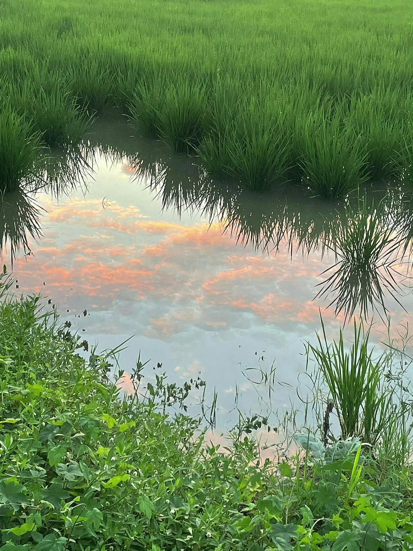 记忆里的盛夏 