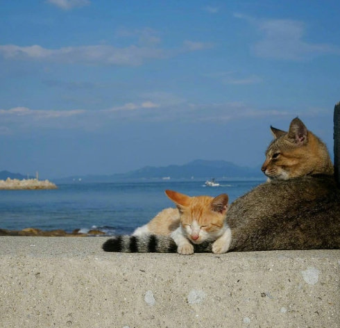 大猫跟小猫同框拍照，每一张都萌死了.....