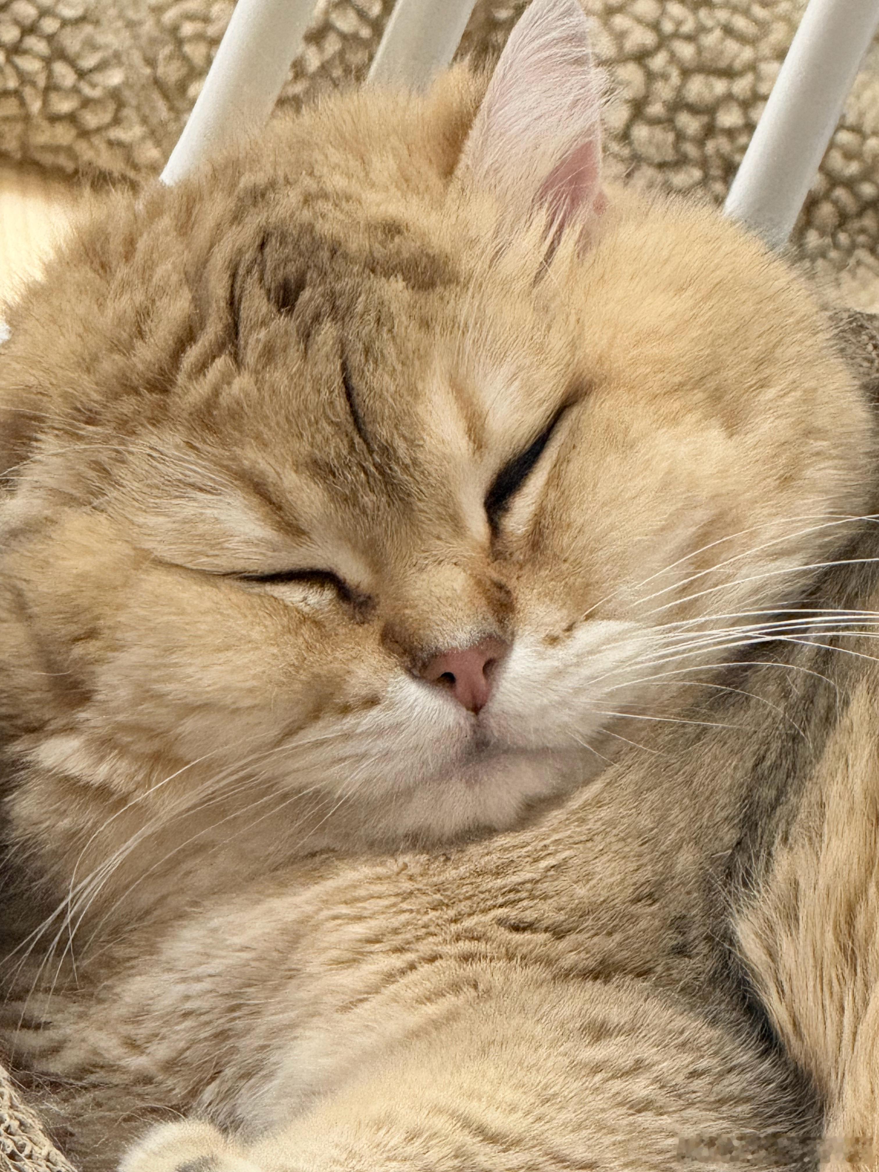 好困呀萌宠猫咪