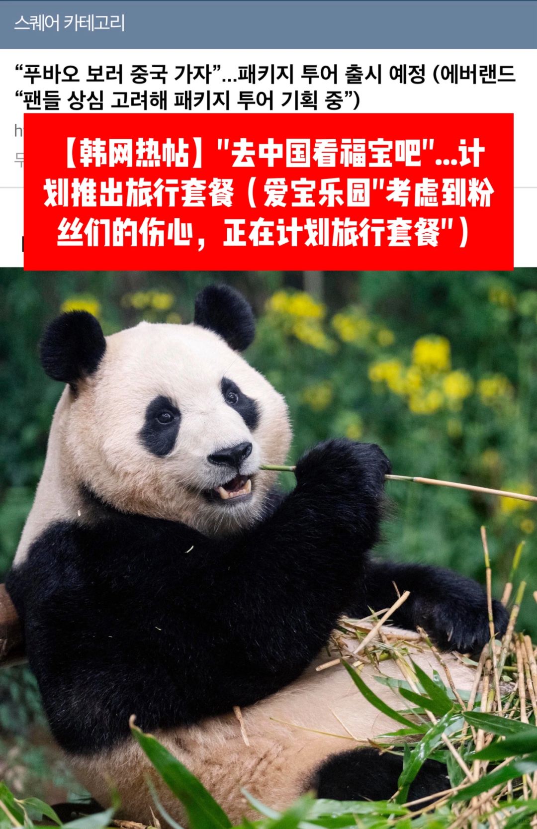 🔥韩网热帖｜去中国看福宝吧…计划出旅游套餐