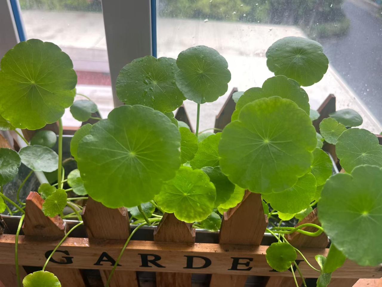 昨日听课三节、磨课四节，今日又将听课五节。五行缺木的我，总爱日日生长出新的风景，