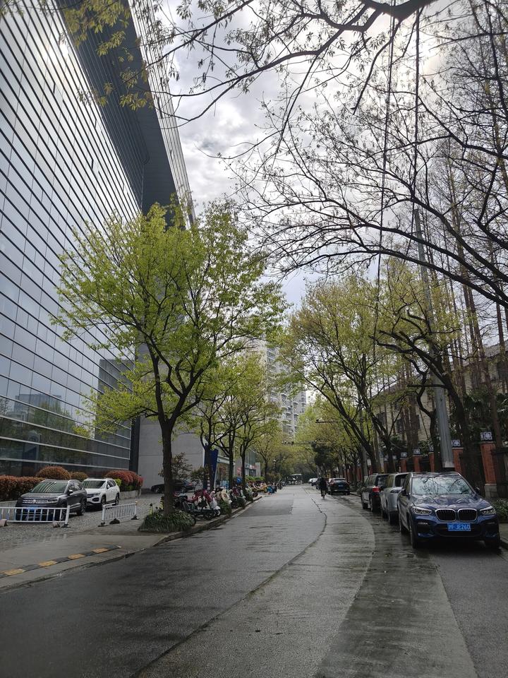 国康路上的行道树~这个颜色绝美~[微风][微风][微风][微风][微风][微风]