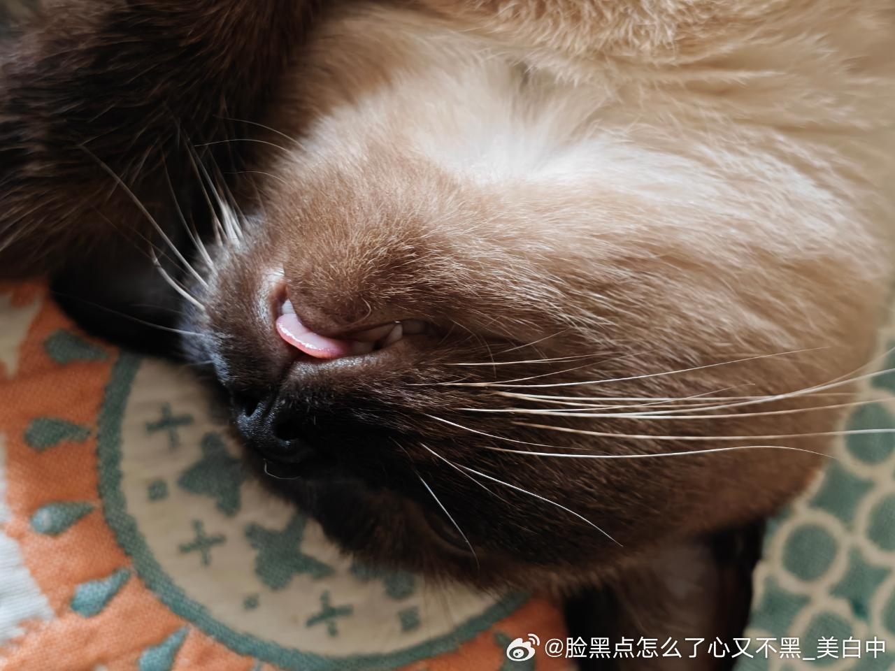 晚安逼罗