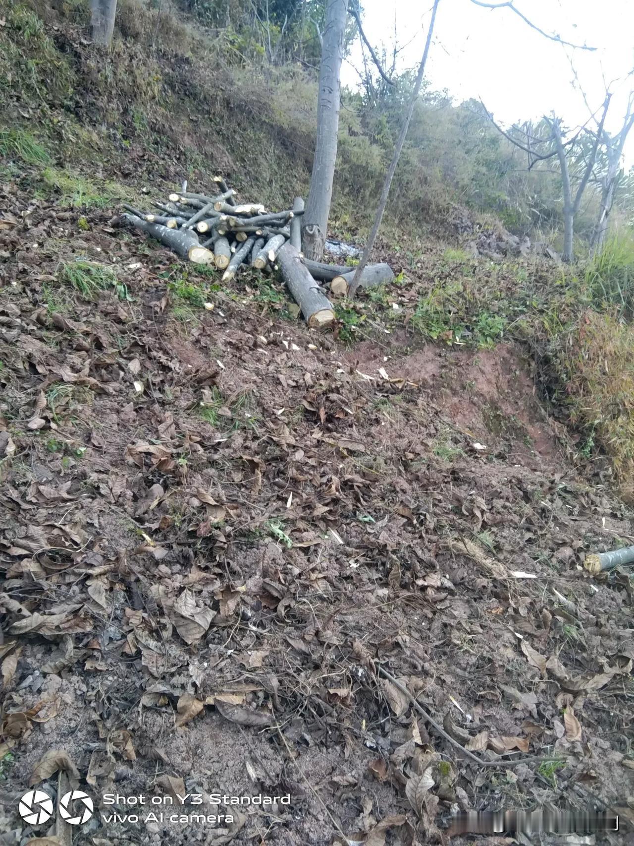 每天都忙到六点多点，又耍种豆，又耍砍核桃柴，还要浇树枝，十二月份就入火险期，见火